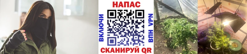Каннабис OG Kush  Волоколамск 
